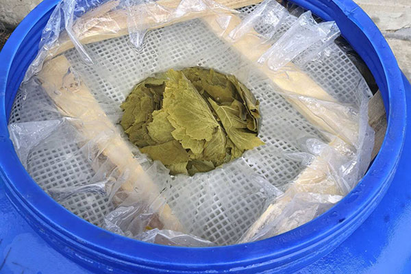 grape leaves to Greece